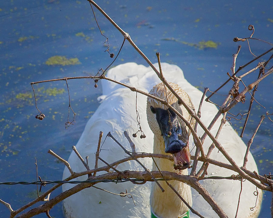 Trumpeter Swan Eating Photograph by Michael Dougherty