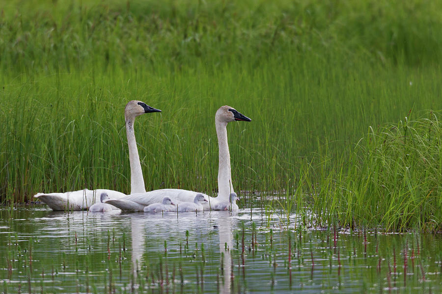 Swan Photograph - Trumpeter Swan Family by Ken Archer