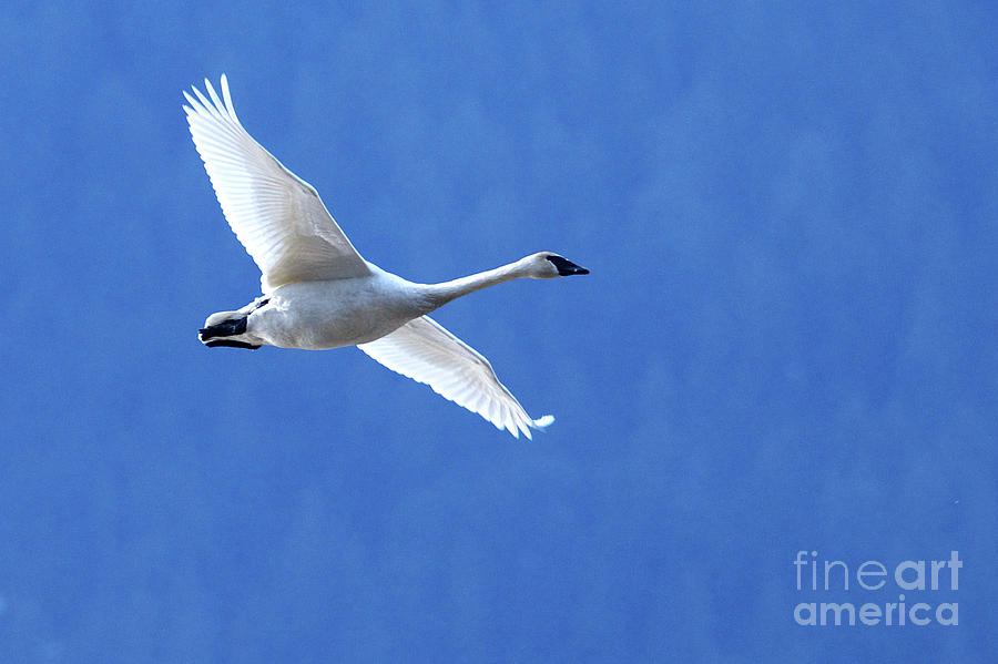 Trumpeter Swan Fly-by Photograph by Sharon Talson