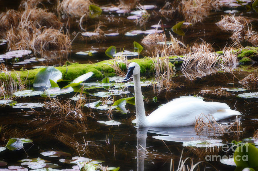 Swan Photograph - Trumpeter swan by Frank Larkin