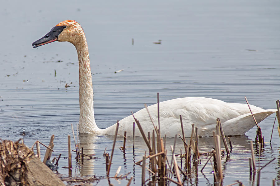 Trumpeter Swan in Horicon Marsh Photograph by Natural Focal Point Photography