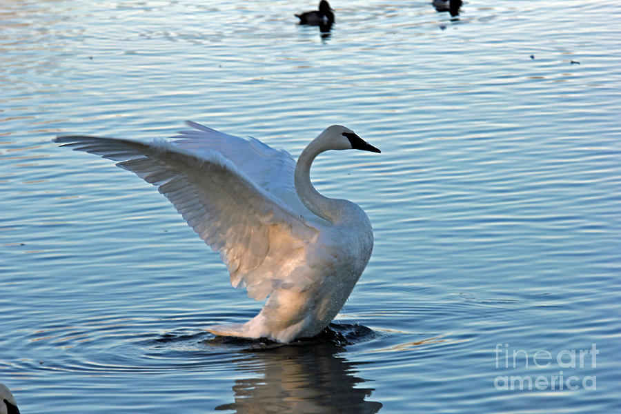 Swan Photograph - Trumpeter Swan by James Stanley