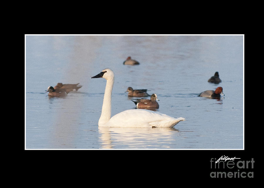 Swan Photograph - Trumpeter Swan by Bon and Jim Fillpot