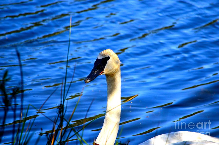 Trumpeter Swan Photograph by Johanne Peale