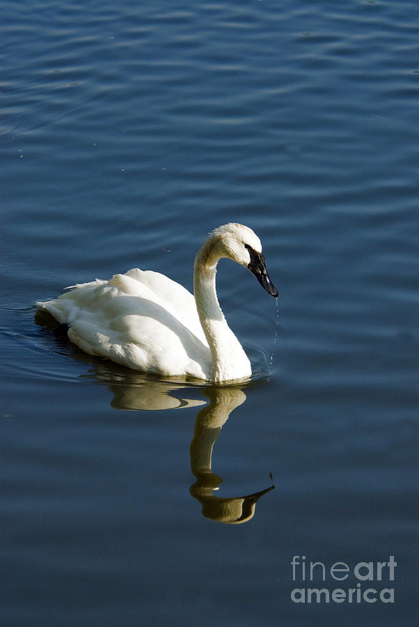 Trumpeter Swan Photograph by Mark Newman