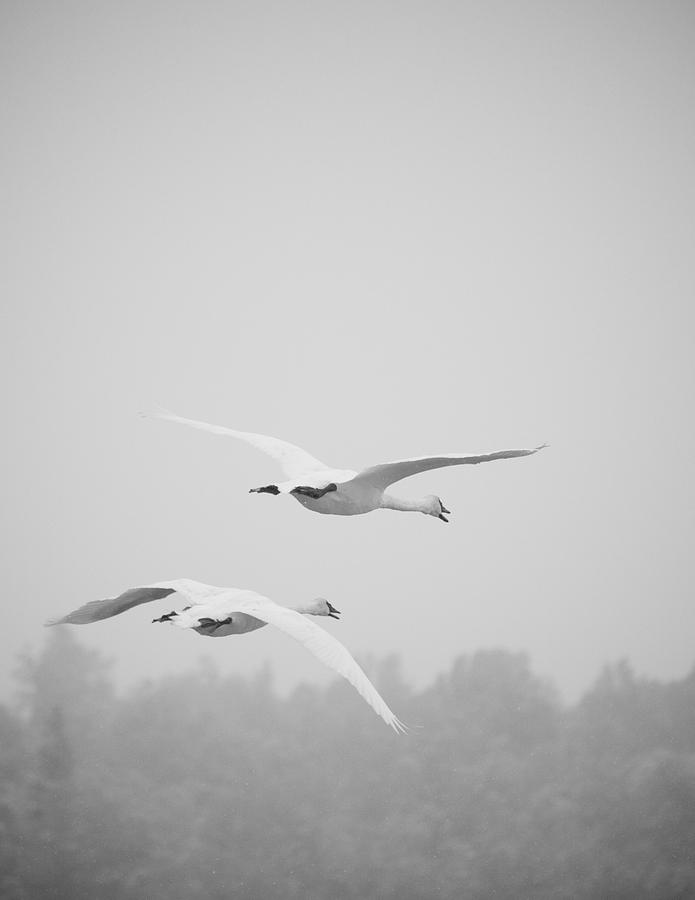 Trumpeter Swan Migration Photograph by Scott Slone