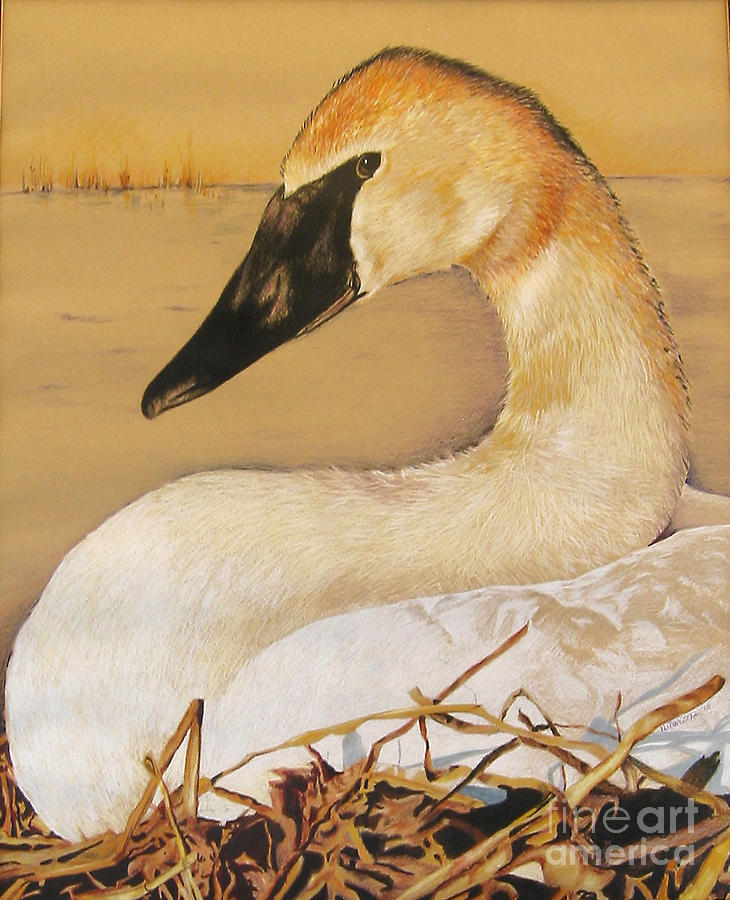 Bird Painting - SOLD Trumpeter Swan by Nancy  Parsons