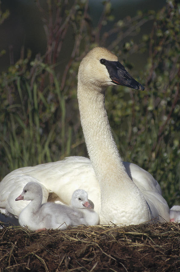 Trumpeter Swan On Nest With Chicks Photograph by Michael Quinton