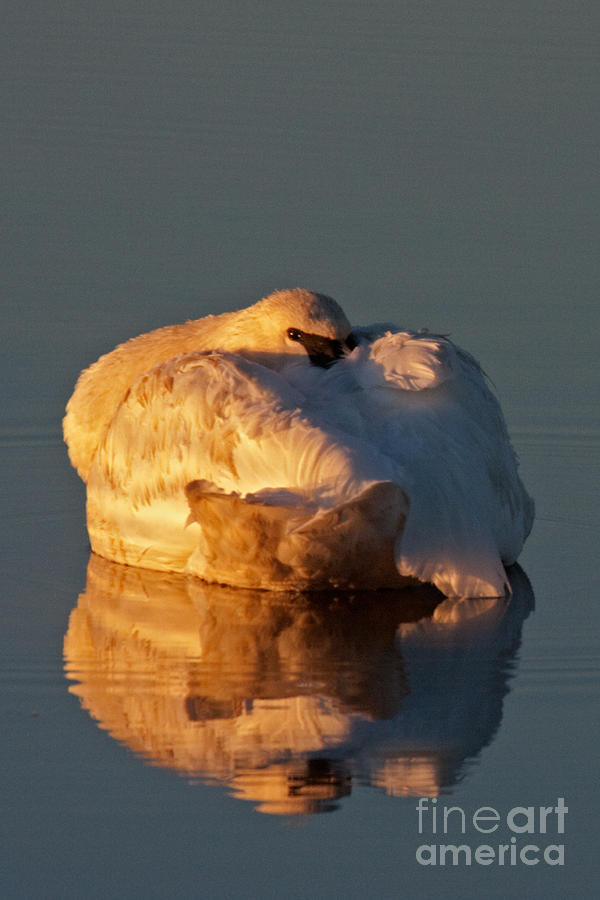 Trumpeter Swan on Swan Lake Photograph by Fred Stearns