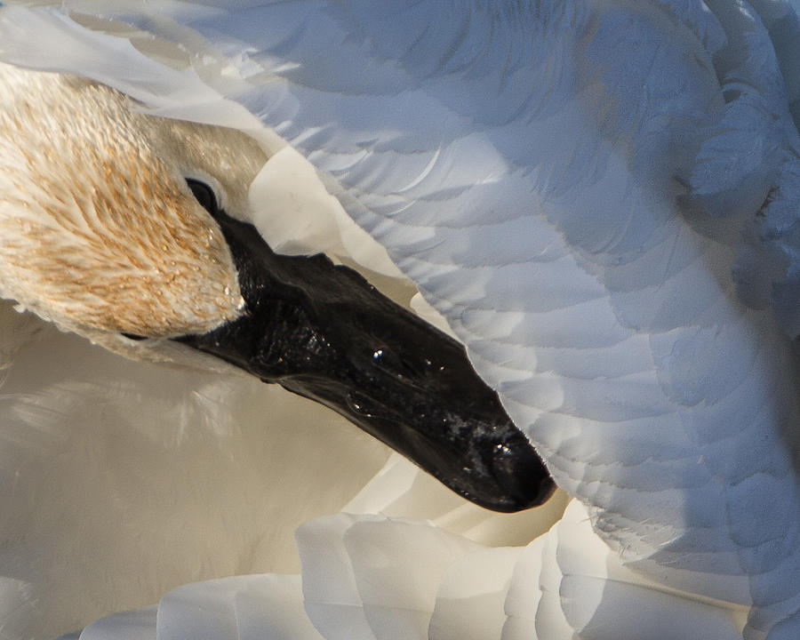 Trumpeter Swan - Safe Place Photograph by Patti Deters