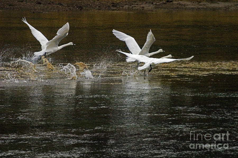 Trumpeter Swan Takeoff Photograph by J L Woody Wooden