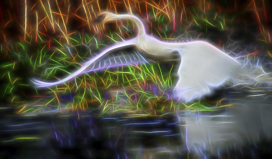 Swan Taking Flight Digital Art by William Horden
