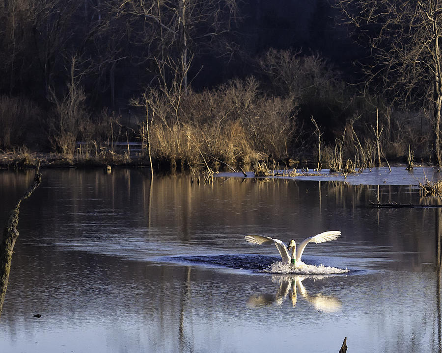 Trumpeter Swan Touchdown Photograph by Michael Dougherty