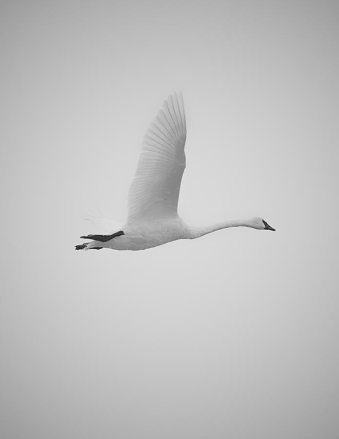 Trumpeter Swan Winter Migration Photograph by Scott Slone