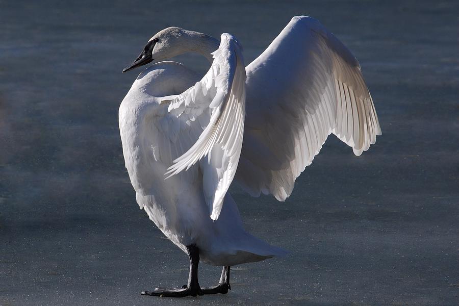Trumpeter Swan - Zeus Photograph