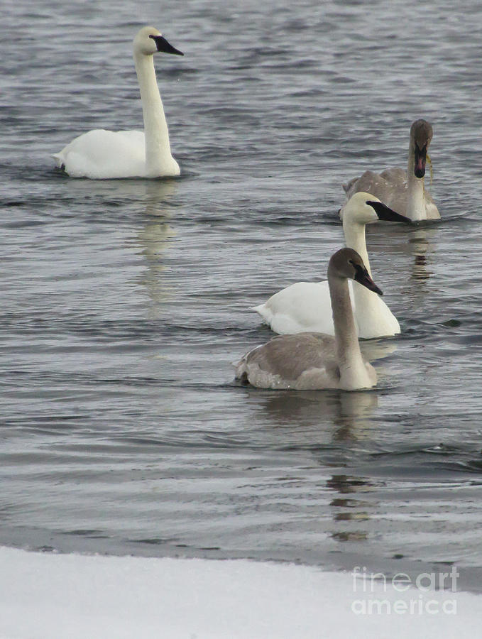 Trumpeter Swans   #0067 Photograph by J L Woody Wooden