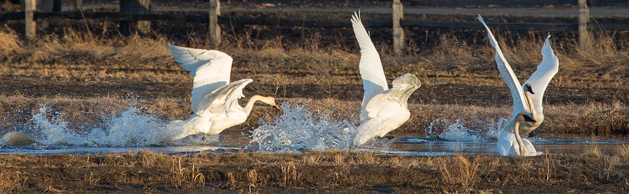Swan Photograph - Trumpeter Swans by Dee Carpenter