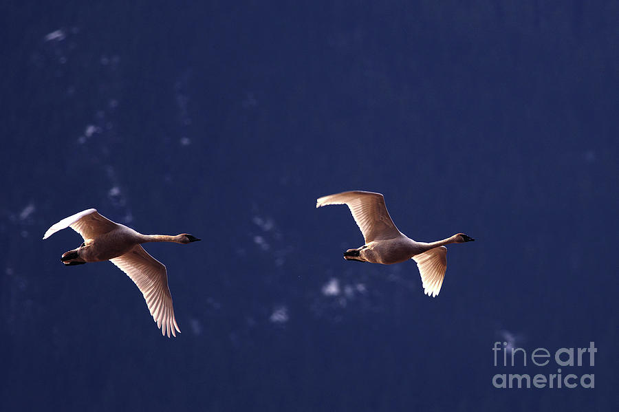 Trumpeter Swans in-flight Photograph by Sharon Talson