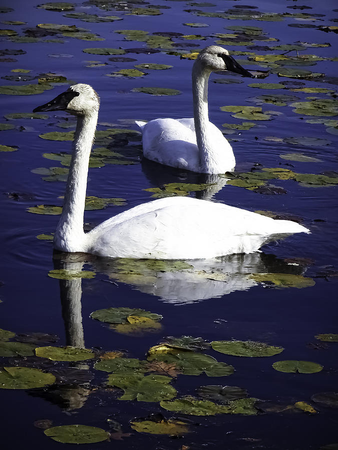 Swan Photograph - Trumpeter Swans in the Blue by Joe Liba