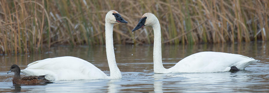Trumpeter Swans Photograph by Kevin Dietrich