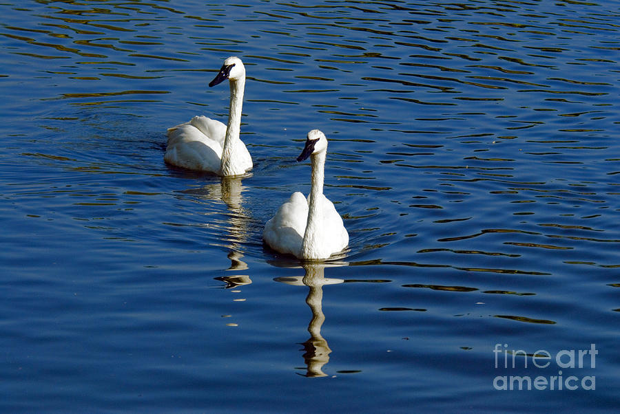 Trumpeter Swans Photograph by Mark Newman