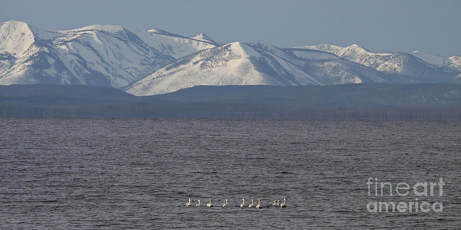 Trumpeter Swans On Yellowstone Lake   #5042 Photograph by J L Woody Wooden