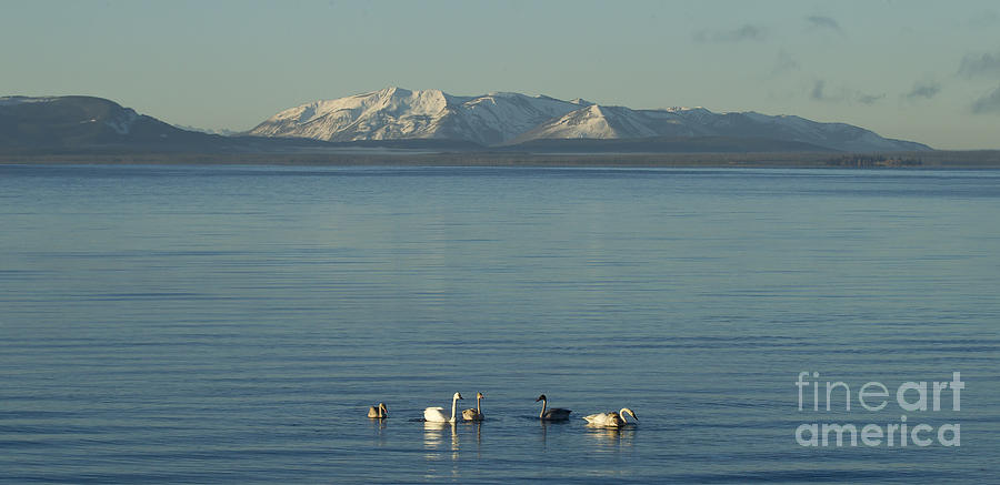 Trumpeter Swans On Yellowstone Lake   #9792 Photograph by J L Woody Wooden