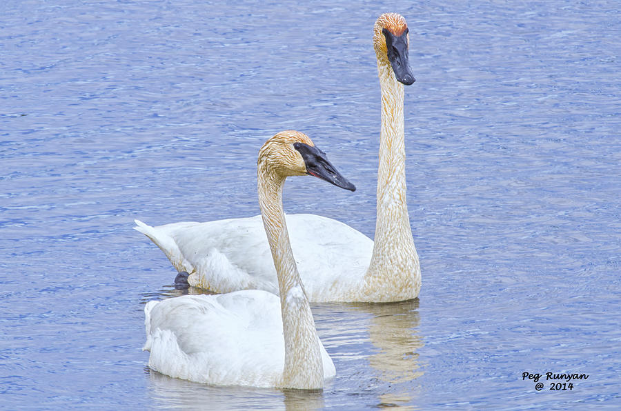 Trumpeter Swans Photograph by Peg Runyan