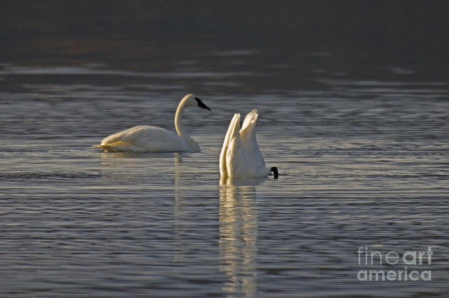 Trumpeter Swans Photograph by Ron Sanford