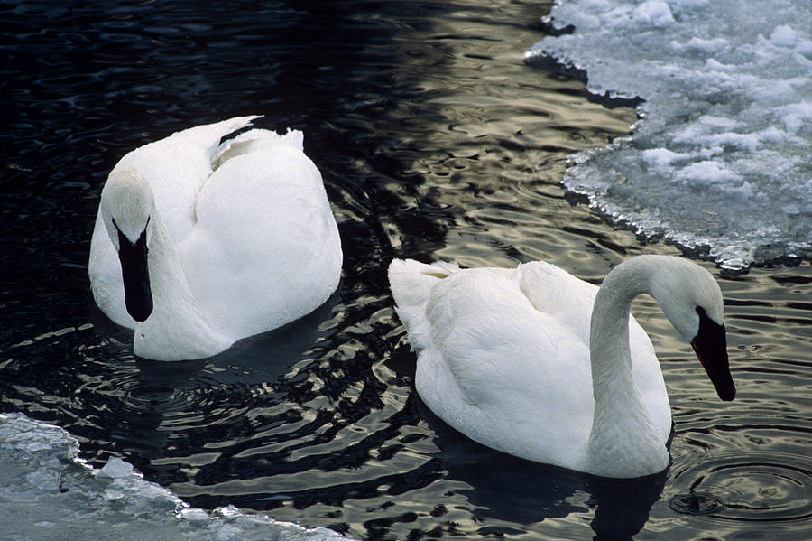 Trumpeter Swans Swim In Ice Covered Photograph