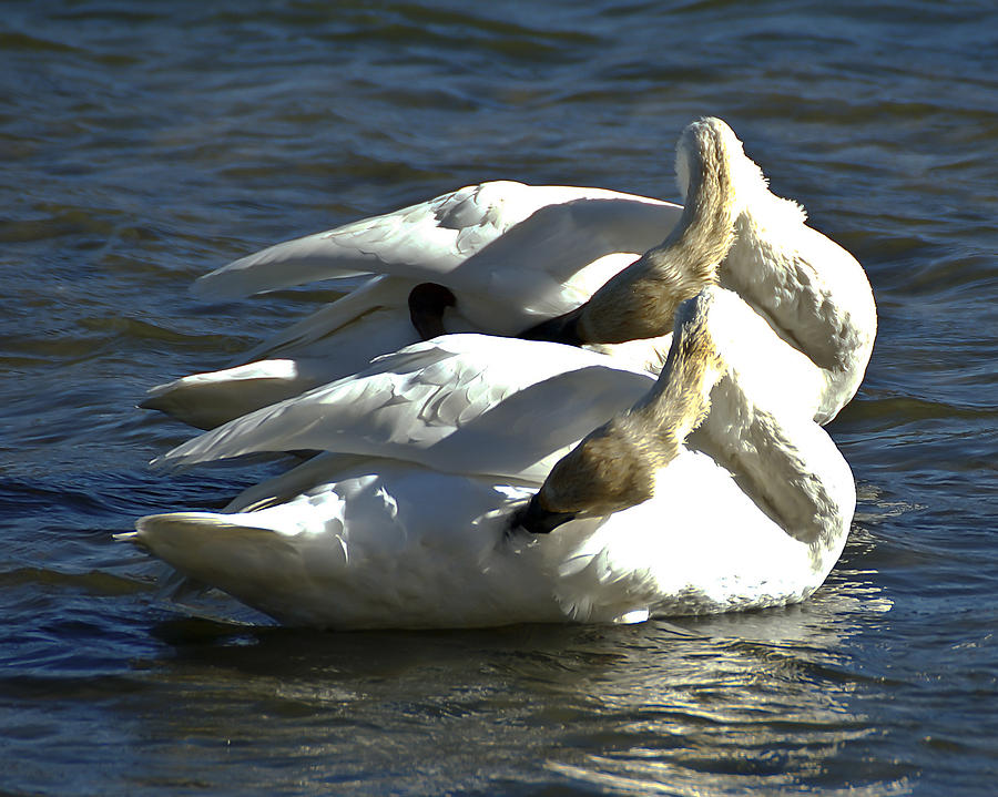 Trumpeter Swans Synchronized Swimming Photograph by Lee Kirchhevel