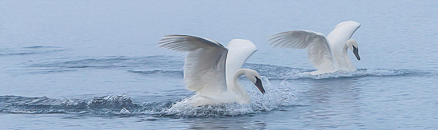 Swan Photograph - Trumpeter Swans Touchdown by Patti Deters