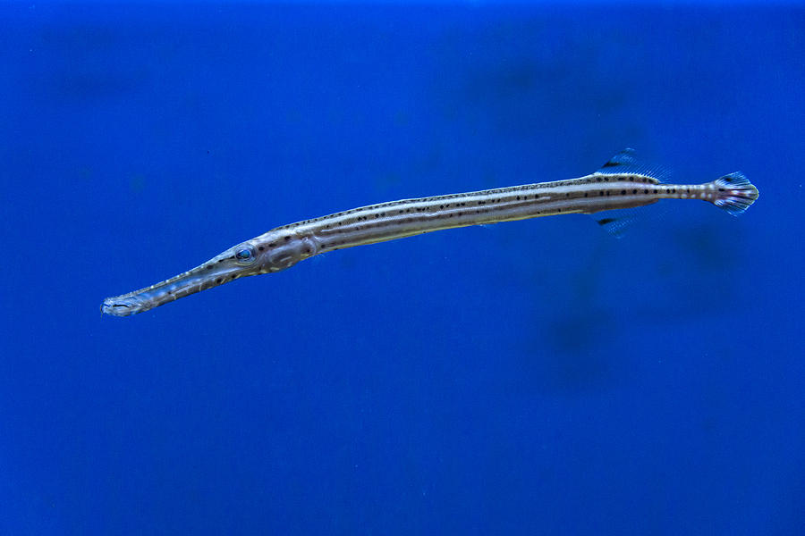 Trumpetfish Aulostomus Maculatus Photograph by Mark Newman