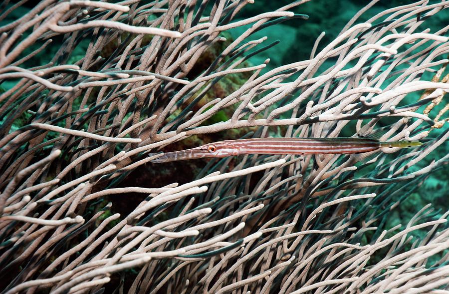 Fish Photograph - Trumpetfish In Soft Coral by Georgette Douwma