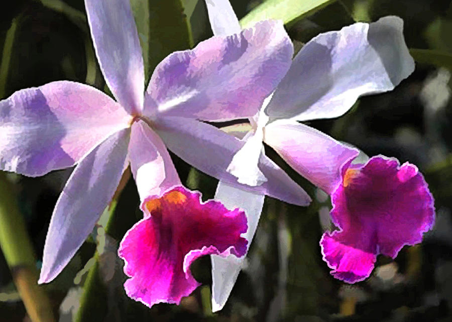 Orchid Painting - Trumpeting Purple Cattleya Orchids by Elaine Plesser