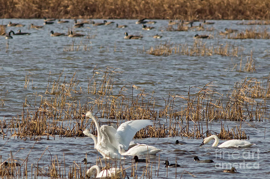 Trumpeting Trumpeter Swan Photograph by Natural Focal Point Photography