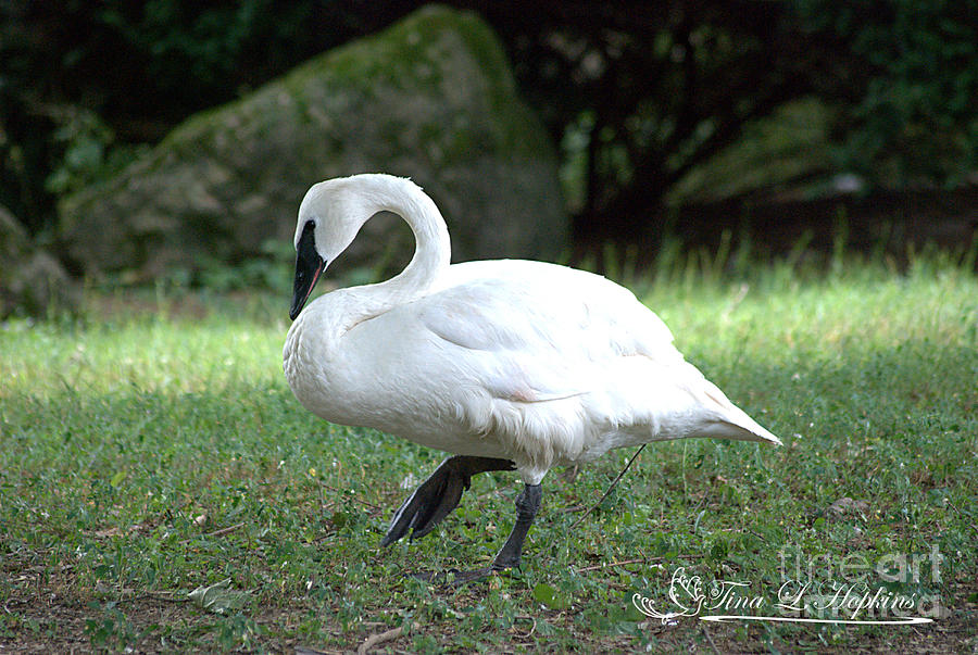 Trumpetor Swan 20120714_20a Photograph by Tina Hopkins