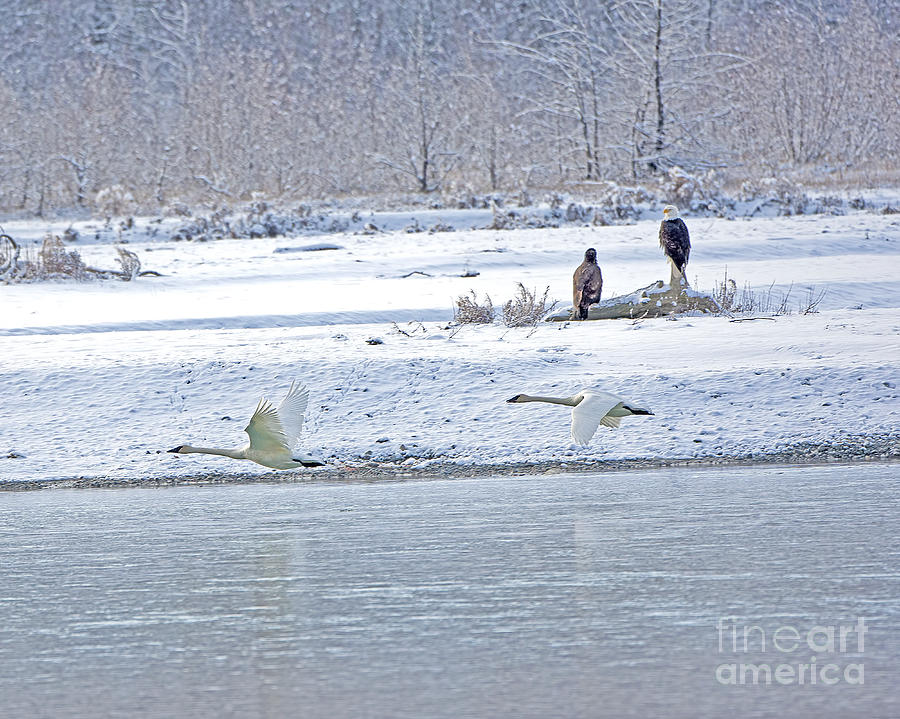 Trumpter Swans and Bald Eagles Photograph by Dale Erickson - Fine Art ...