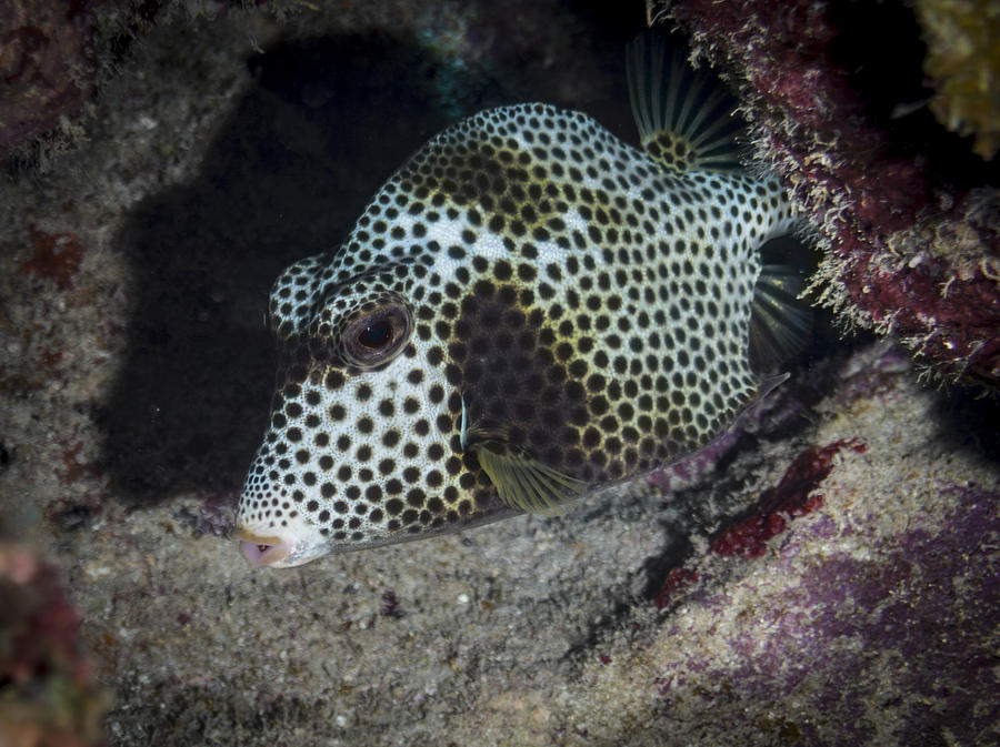 Trunk Fish Photograph by Jean Noren