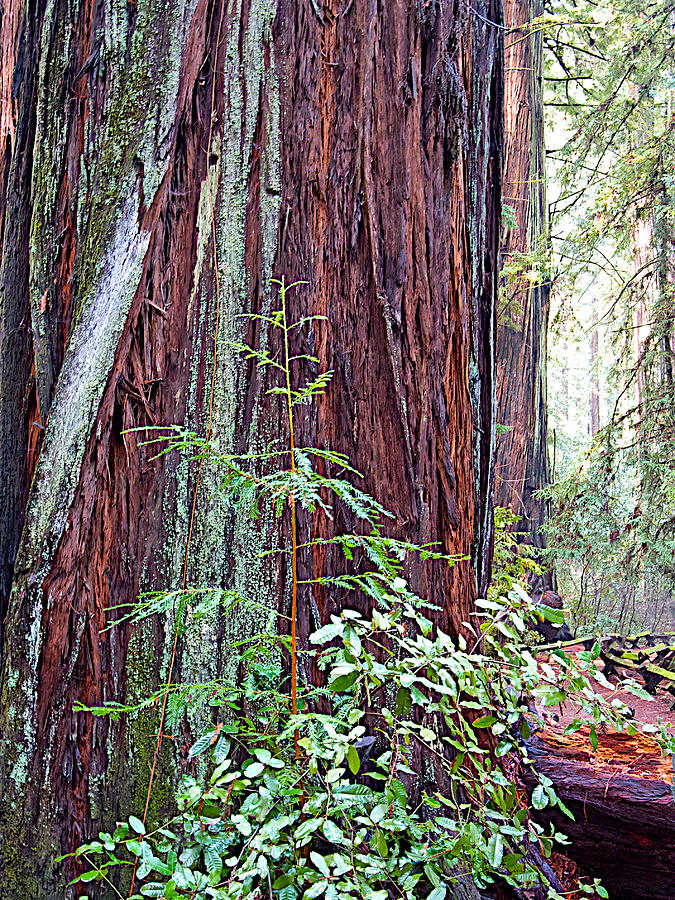 Trunk of Coastal Redwood in Armstrong Redwoods State Preserve near Guerneville ,California Photograph by Ruth Hager