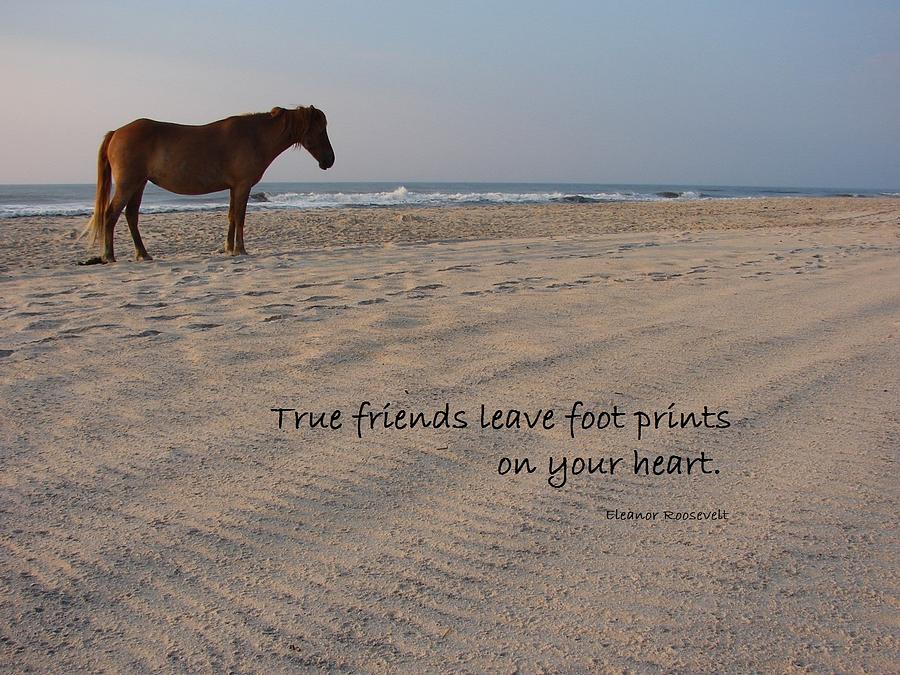 Horse Photograph - True Friends by Mia Capretta