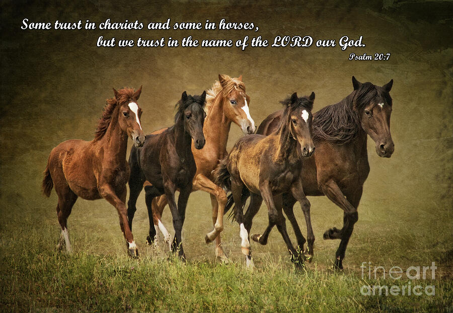 Horse Photograph - Trust in the Name of the Lord by Priscilla Burgers