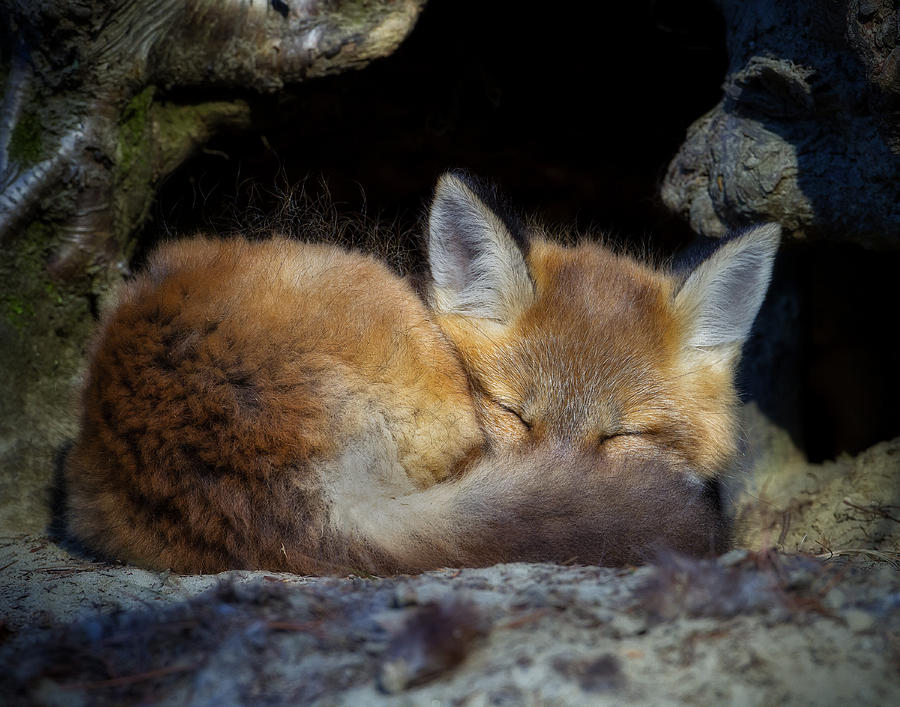 Fox Kit - Trust Photograph by John Vose