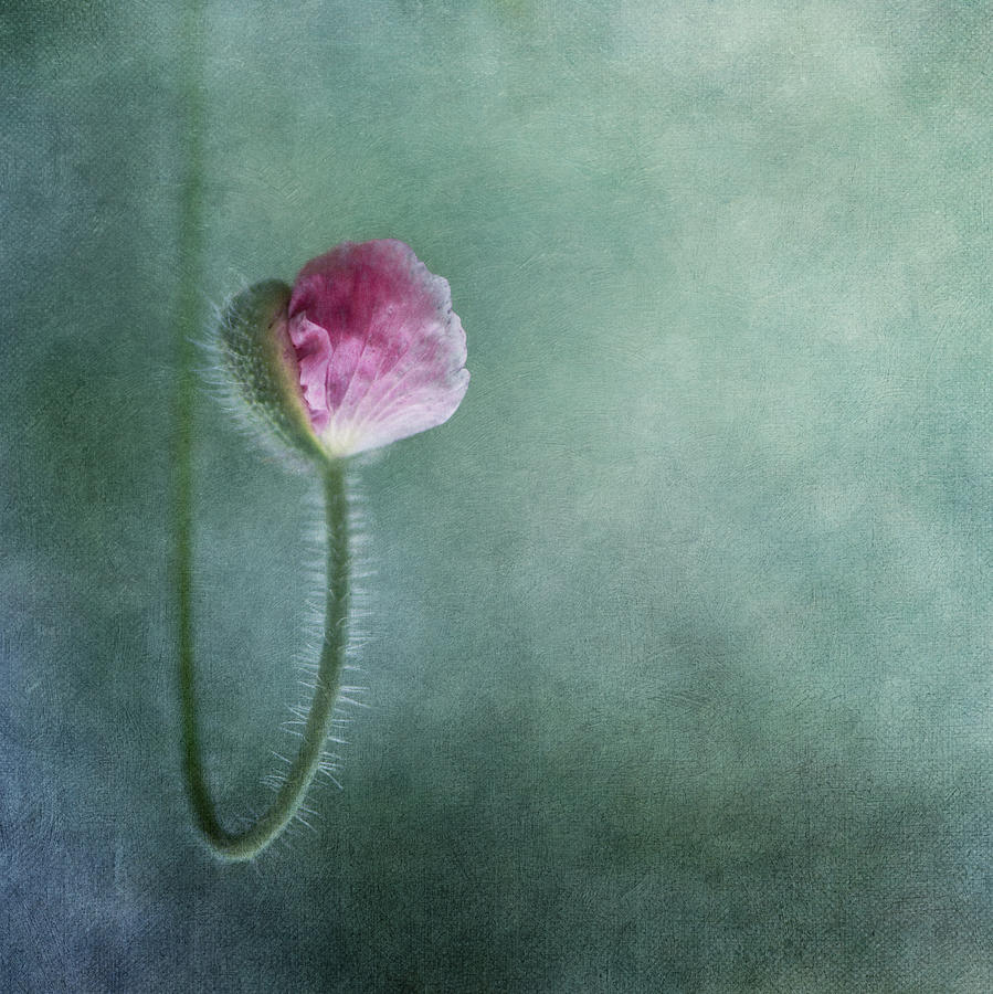 Flower Photograph - Trust by Priska Wettstein