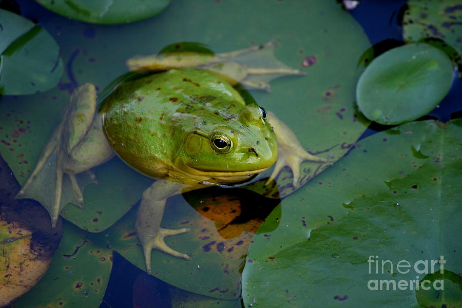 Frog Photograph - Trustom Pond Green Frog  by Neal Eslinger