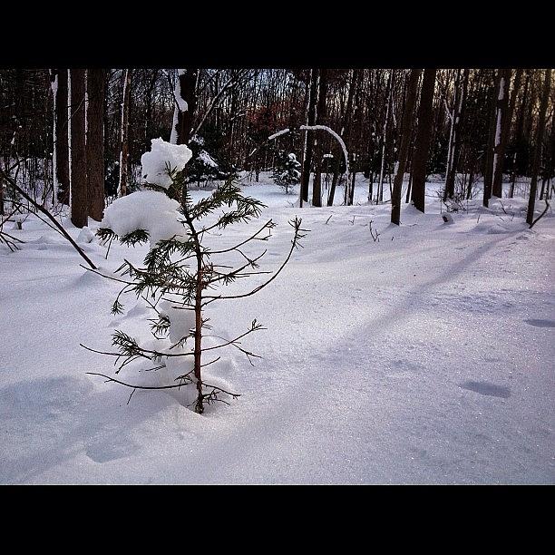 Tree Photograph - Trying Not To Bend #tree #snow #iphone by Craig Szymanski