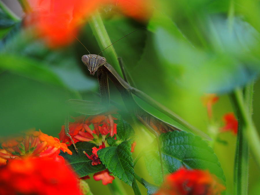 Praying Mantis Photograph - Trying to Hide Praying Mantis by Raymond Salani III