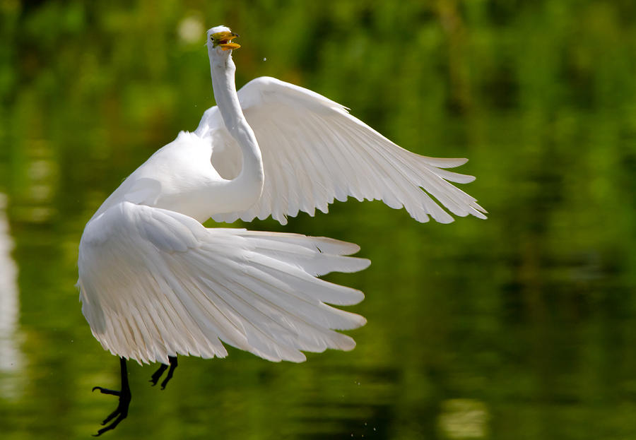 Egret Photograph - Trying to Take Off by Andres Leon
