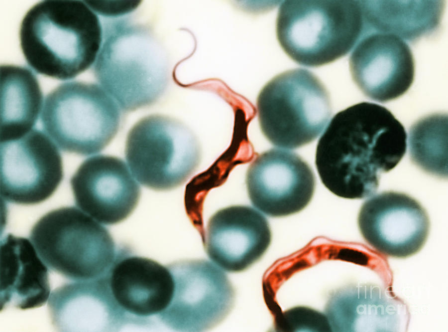 Trypanosoma Lewisis Photograph by Science Source
