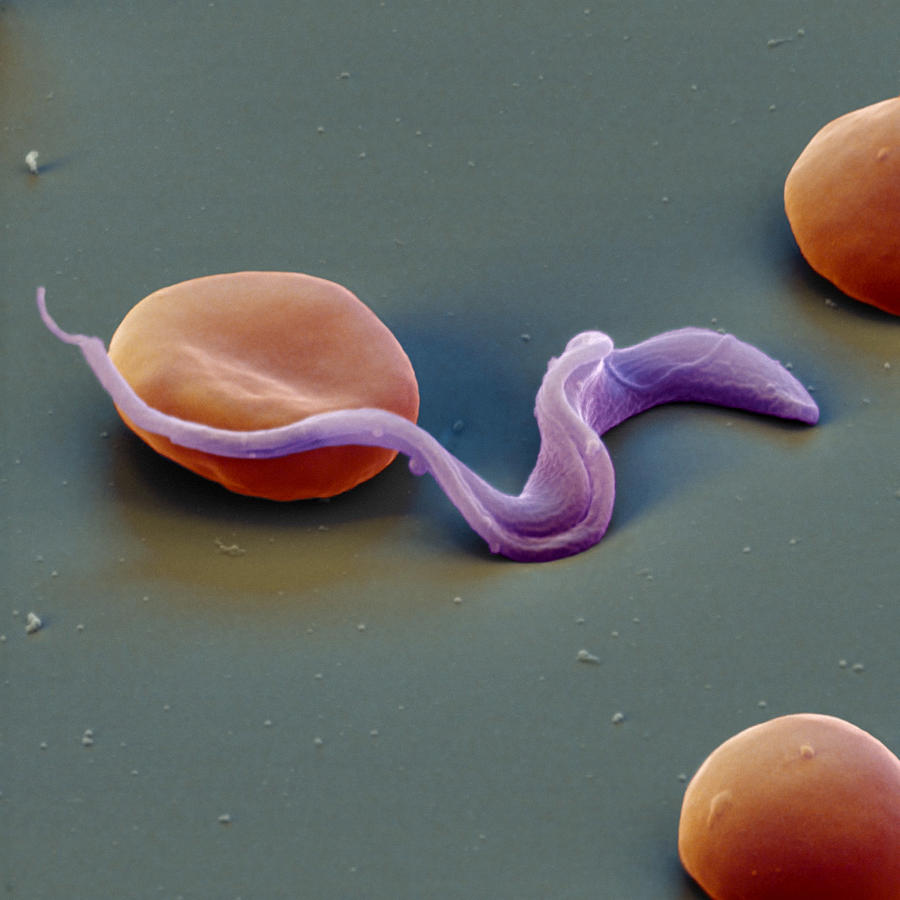 Trypanosomes Photograph by Eye of Science
